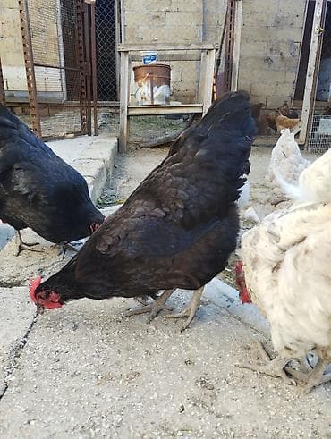 qaz quş: Toyuq, Australorp, Damazlıq, Ünvandan götürmə — 2