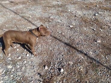 itlər pitbul: Pitbul — 1