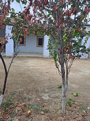 kiraye ev yeni ramanda: 80 kv. m, 2 otaqlı, Qaz, İşıq, Su — 2