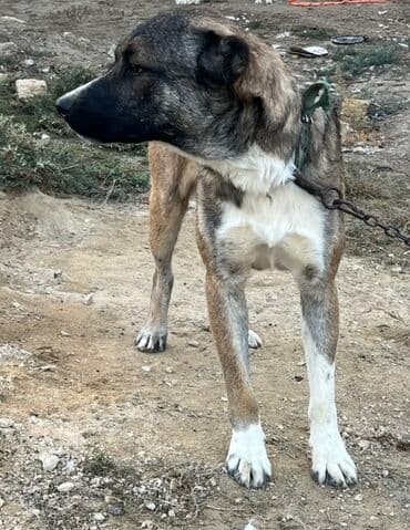 həyət itləri: 8 ay, Erkek, Peyvəndli — 3