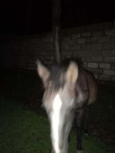 ot satılır: Satılır — 2