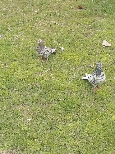 hamster yuvası: Mövcud məhsul: iki ədəd dekorativ göyərçin (xallı rəngdə) Təsvir: - — 2