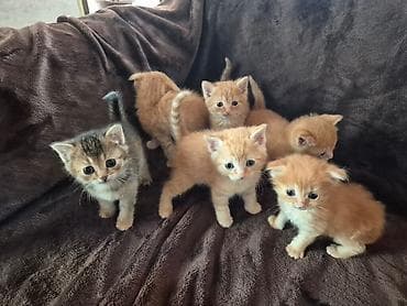 Şinşilla, Erkək, Yaxşı əllərə, Ödənişli çatdırılma lalafo.az -da Şinşilla, Erkək, Yaxşı əllərə, Ödənişli çatdırılma