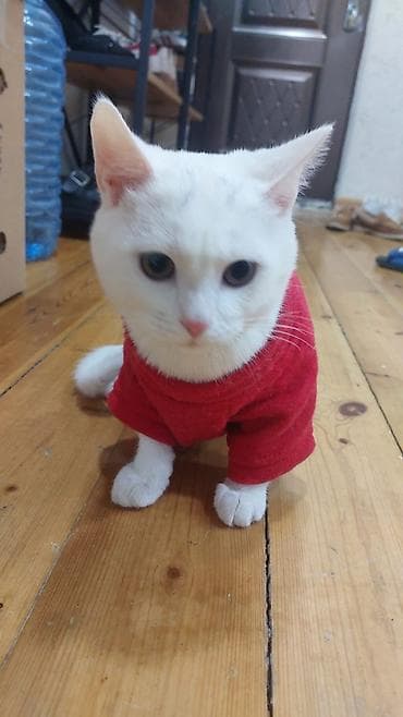 pisik dermanlari: Türk anqora, Erkək, Yaxşı əllərə, Ünvandan götürmə — 3