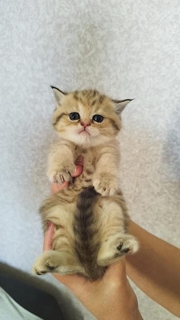 Akvariumlar: Britan — 4