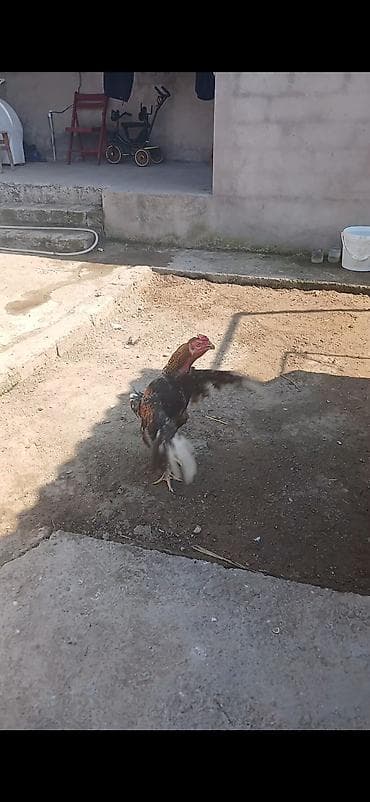 sumatra xoruz: Super doyusderi var 1 yas yarim pleymut sortudur hele indiye kimi hec — 2