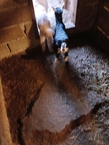 yerli keçi: Dişi, Zanen, il: 1, 50 kq, Südlük, Ünvandan götürmə — 2