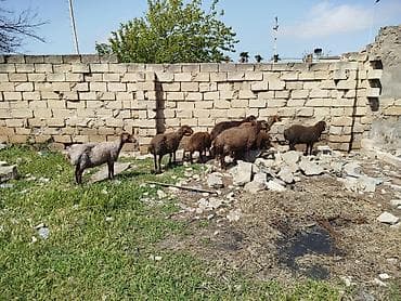 qoyun satilir: Qoyun sürüsü satılır Salam 5 qoyun 5 qüzû satılır ünvan novxanı cavan — 2