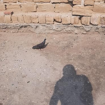 goyərcin barter: Xam tutulub zil qaradi gotunun usdunde aği var — 4