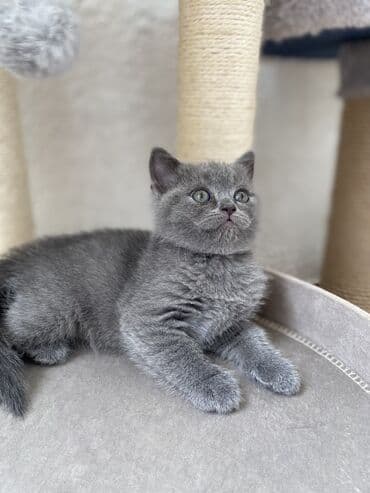 породистые котята даром: Шотландская, Самец, Самка, Самовывоз — 3