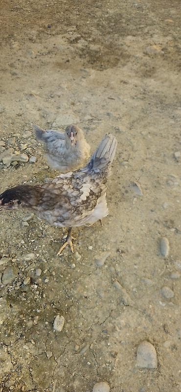 toyuq setqası: Cuceler amerukuana cinsidir Bu cinsler mavi yumurta verirler 2 denedi — 1