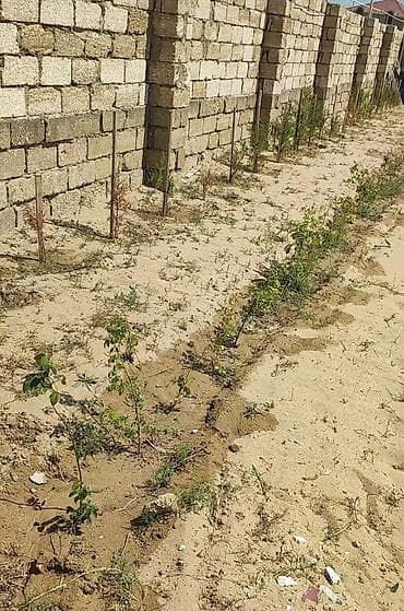 12 sot, Mülkiyyətçi, Kupça (Çıxarış) — 7