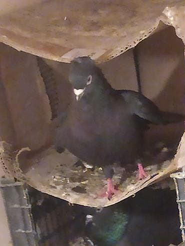 Qara kəkillidi ərkəy 1 dənə son qiymət 10 manatdı