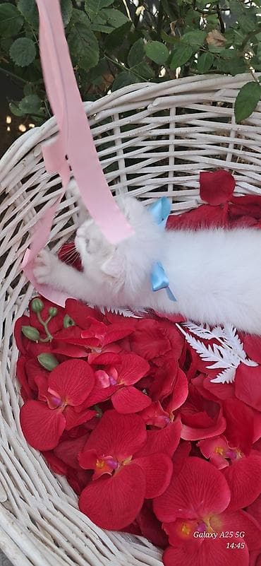 Ağ tüklü, mavi gözlü balaca pişik balası - Qarlıq kimi ağ, uzun və