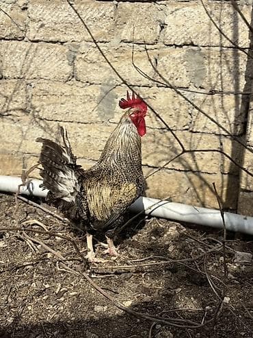 Keçilər, çəpişlər: Xoruz, il: 1, Ünvandan götürmə — 2