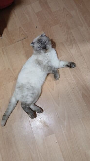 Şotland, Erkək, Cütləşmə üçün