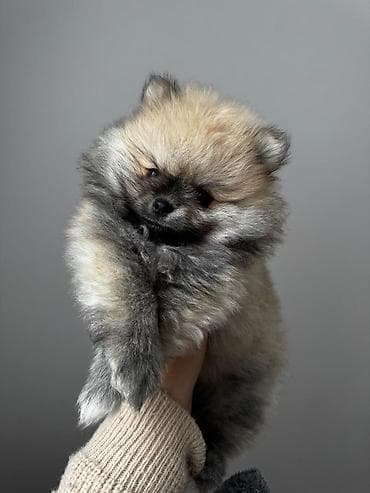pomeran itleri: Şpitz, 2 ay, Peyvəndli, Ünvandan götürmə, Pulsuz çatdırılma, Ödənişli çatdırılma — 2