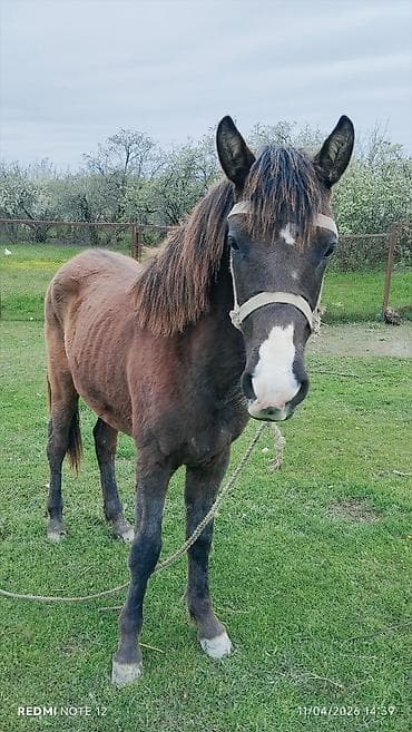 poni at satilir: Atlar — 1