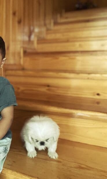 itler pudel: Pekines, 3 ay — 4