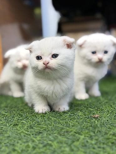 Skotiş fold balaları – ağ və boz rənglərdə - Cins: Scottish Fold