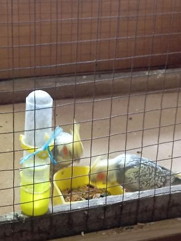 turac quşu: Giymet Sondu 5 Aylığ Bala Korella Dişi Erkey Dişlemir Ele Oyreşib — 3