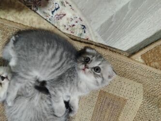 животные в добрые руки баку: Британская вислоухая, Самка, В добрые руки, Бесплатная доставка — 3