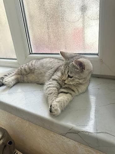 tuklu pişik: Tabbi — 1