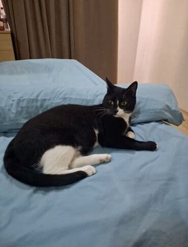 etibarlı əllərə verilir it: Dişi, Yaxşı əllərə, Ünvandan götürmə — 4