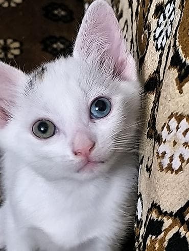balaca pisikler: Van, Dişi, Yaxşı əllərə, Ünvandan götürmə — 7