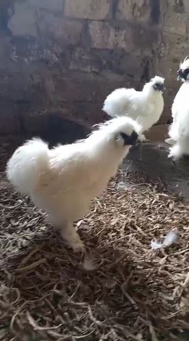 купить цыплят несушек: Курица, Для яиц — 2