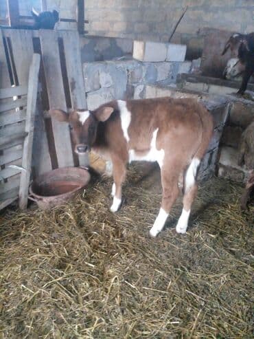 labrador retriever qiymeti: Inəklər, öküzlər — 2