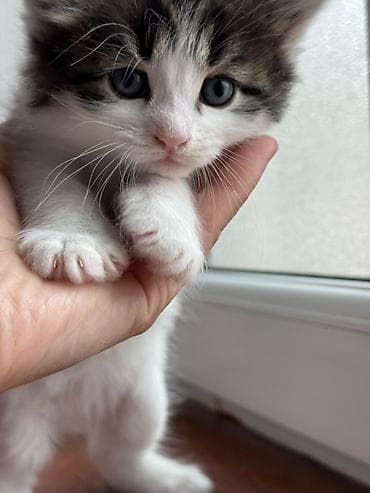 pişik balasi: Yaxşı əllərə — 5