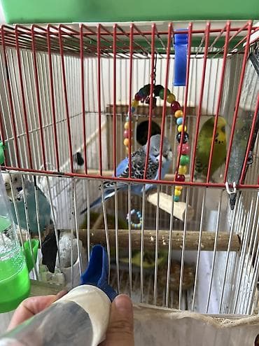 Qəfəslər: Quslar satılır 30 AZN hamsın alan olsa endırım olacag koroyluya — 4