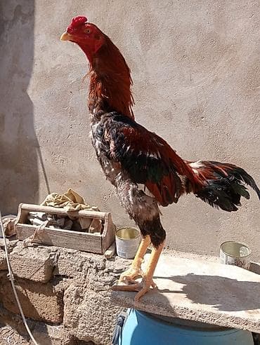 Toyuq, Damazlıq, Ödənişli çatdırılma