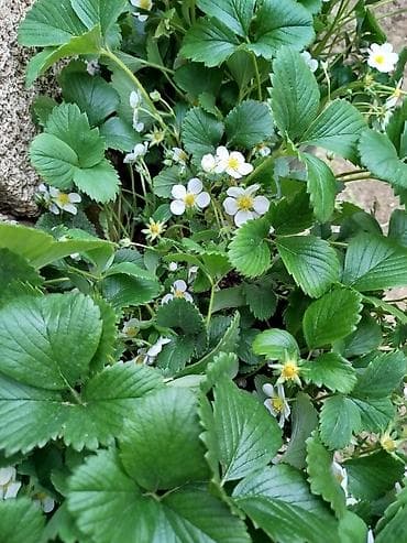 çiyələk şitili satışı: Çiyələk fidanları – dibçəkdə əkilmiş, sağlam kök sistemi il. - Növ — 2