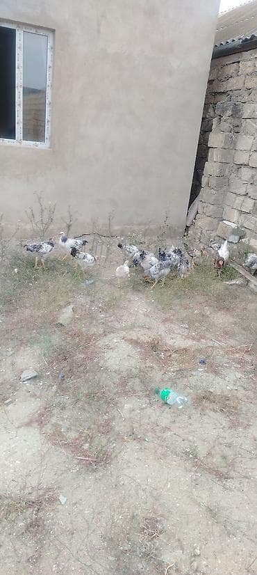 xususi heyvan adlari: Tək tək satilmir çoxu Xoruzdur Şuvalanda oluram hamsını alana edirdim — 1