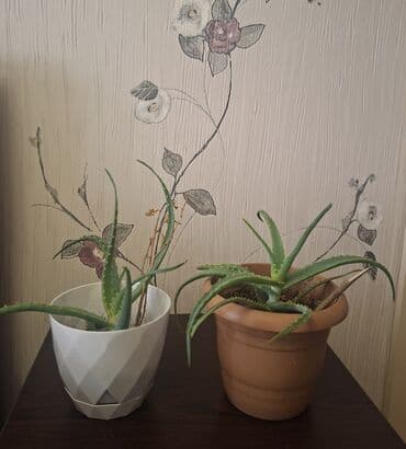 Ağaclar: Satılır: otaq bitkiləri (şəkillərdəki qabları ilə) 1) Oxalis — 7