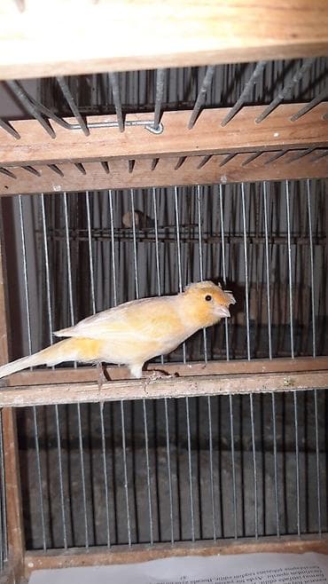 Соловьи: Cute hazir mayadi iri hundur quwtu cemi bide bala alinib erkeyi yoxtu — 1