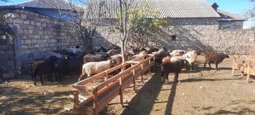 heyvanlara verilen adlar: Qoyun sürüsü – yerli ətlik/yunlu qarışıq cinslər - Şəkillərdə — 2