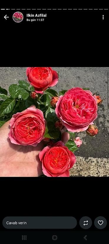 гул: Məhsul: Qızılgül kol gülləri – çoxçeçəkli, dekorativ sortlar Təsvir — 10