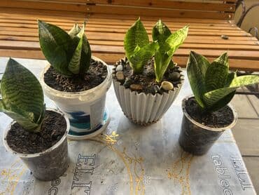 yumru xalça: Xalça — 25