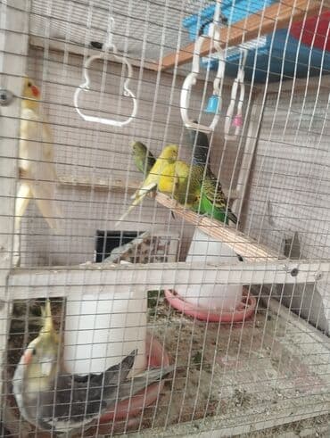 Çaydanlar: Dalmatin və standart rənglərdə dalğıç (dalmaşın) papuqayları – — 3