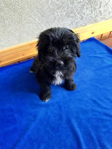 ingilis setter it cinsi: Peyvəndli, Ünvandan götürmə — 4