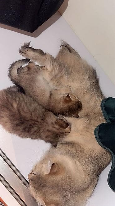 tuklu pisikler: Britan, Erkək, Dişi, Yaxşı əllərə, Ünvandan götürmə, Ödənişli çatdırılma — 9