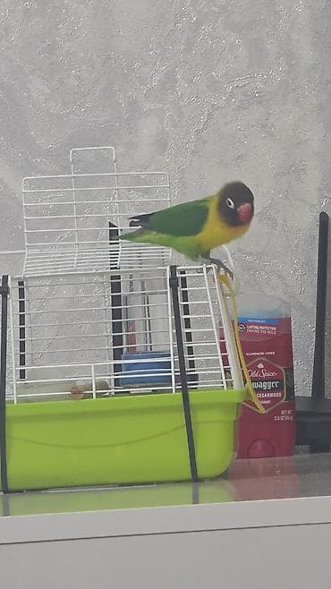 bala tutuquşu: Sevimli “Lovebird” (Ağüzük lori/Lovebird) tutuquşu - Rənglər: canlı — 7