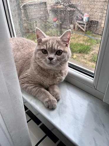 pisik britan: Britan, Dişi, Yaxşı əllərə, Ünvandan götürmə — 3