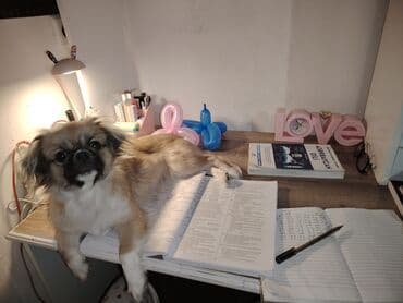 стол компьютерный письменный: Pekines it. Dişidir. 8 aylıqdır. Dil bilir, oynamağı çox sevir — 2