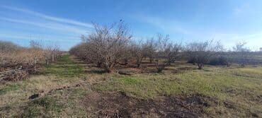 xacmaz torpag: 93 sot, Kənd təsərrüfatı — 17