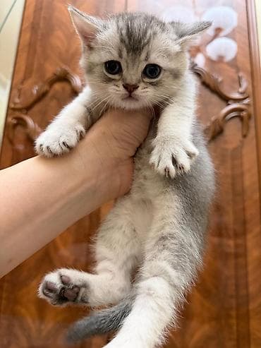 Tabbi, Erkək, Yaxşı əllərə, Ünvandan götürmə