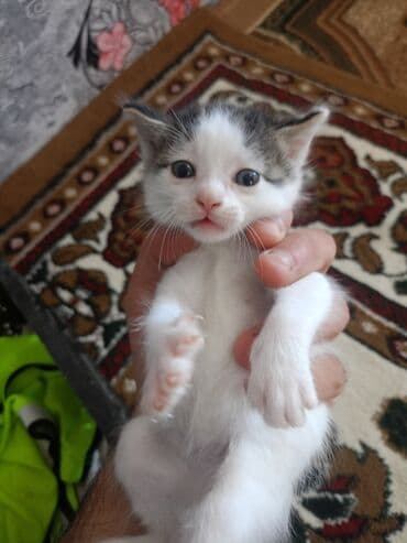 pişik qabı: Erkək, Yaxşı əllərə, Pulsuz çatdırılma — 3